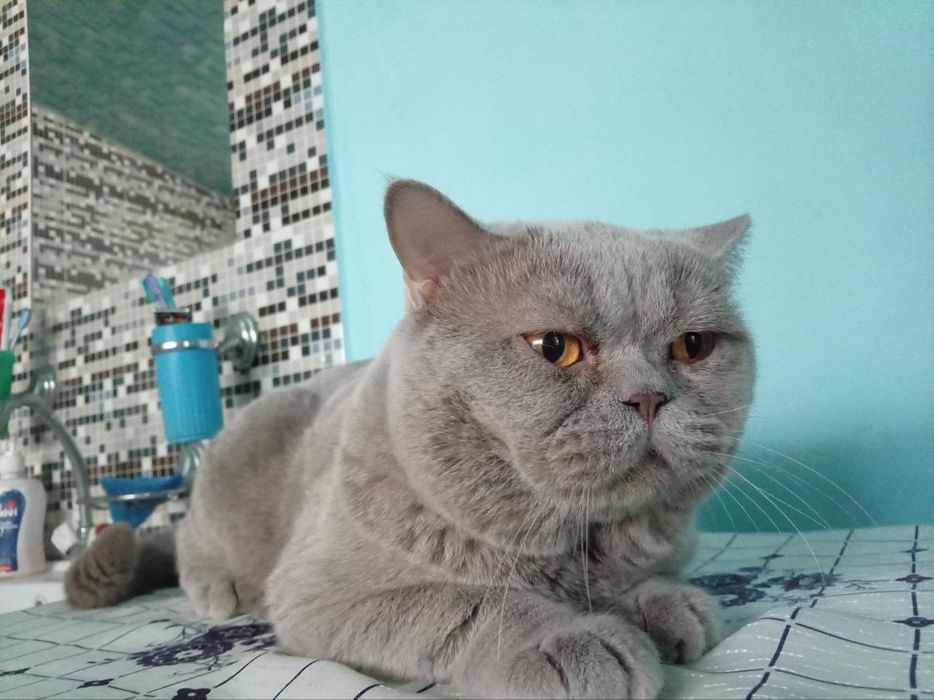 Продаю короткошерстного британца