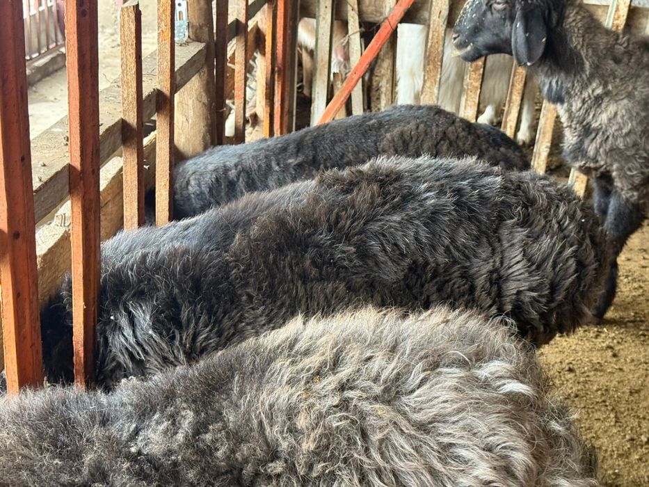 Койлар сатылады 110мын