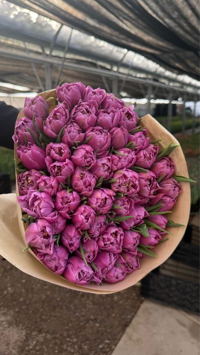 Свежие тюльпаны