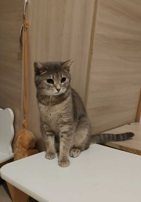 Милая кошечка ищет дом