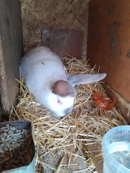 Кролики  крольчата