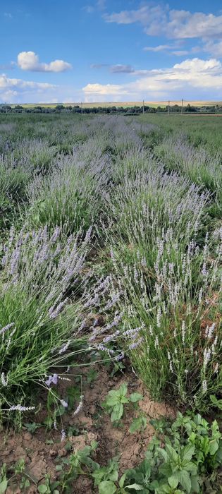 Vând butași de lavandă ‘Grosso’