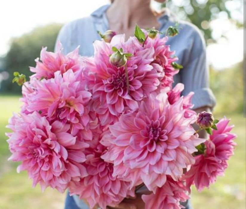 Продам георгины клубни