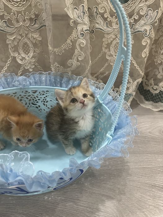Продам милых котят