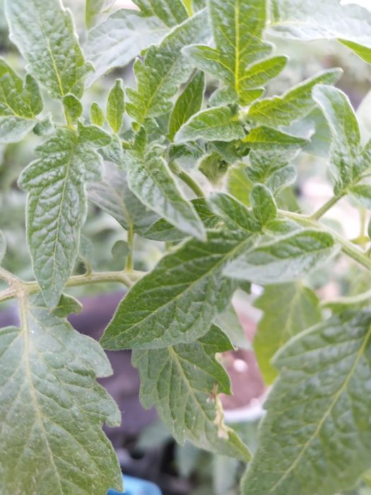 Разсад ранни домати