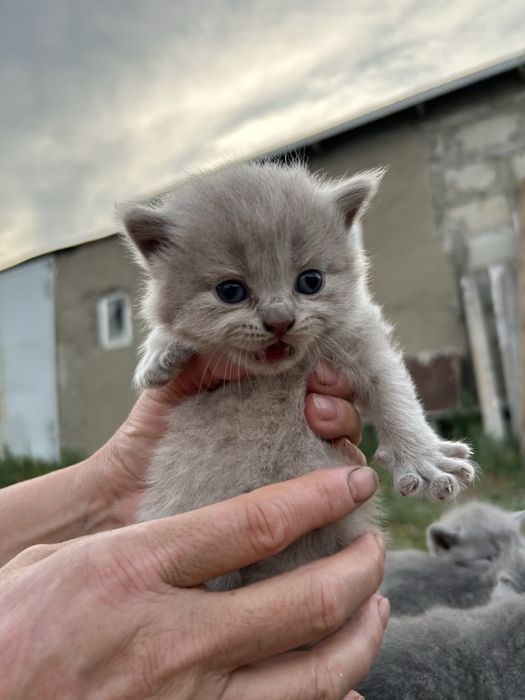 Британские котята