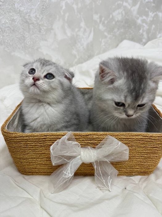Продаются Котята