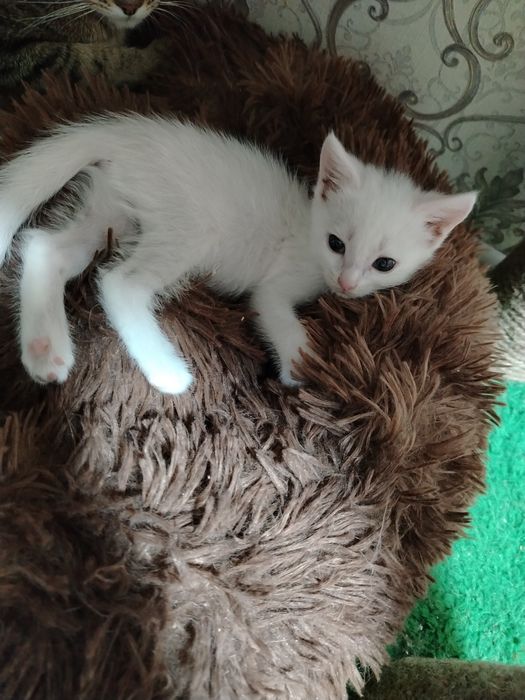 Отдам котят в добрые руки