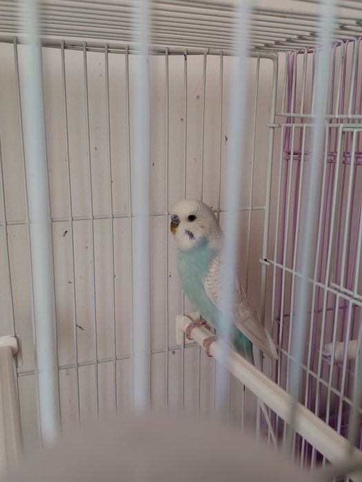 Papagali peruși in suceava Burdujeni