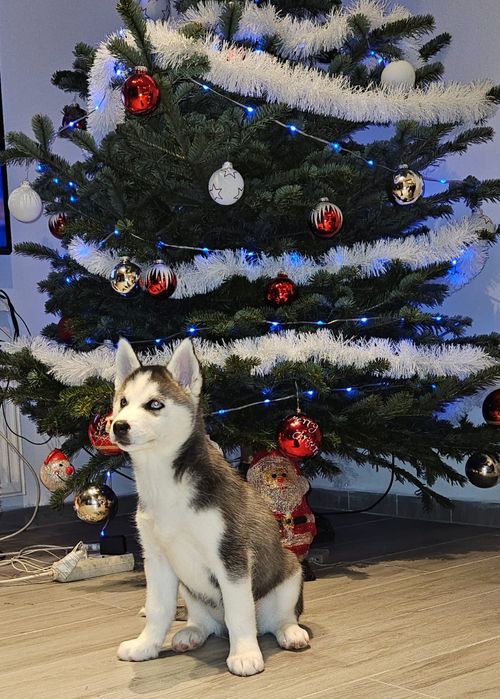 Pui husky siberian femela