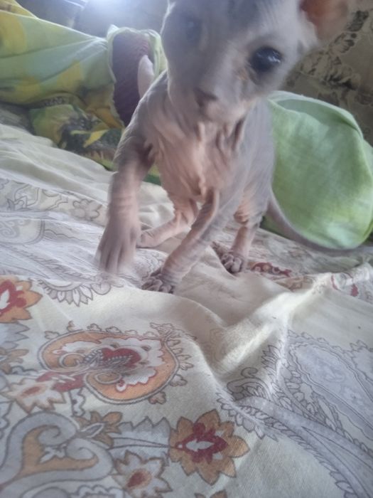 продам кошечку сфинкс