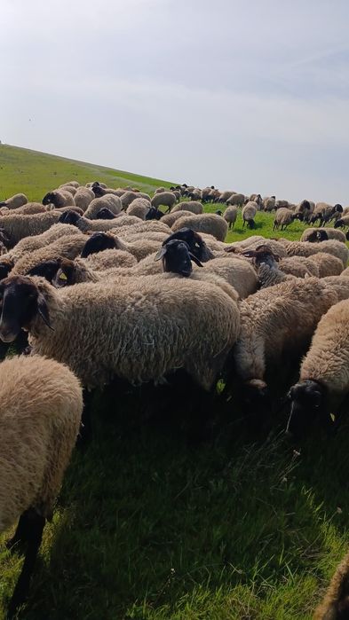 Vand berbeci de rasă