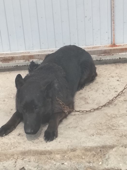 Собака, ( кобель и сучки)