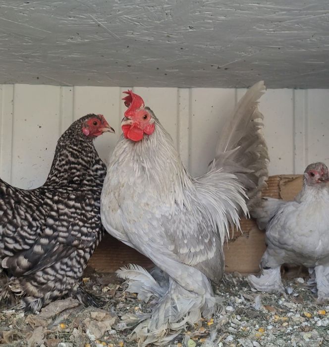 Vand gaini pitice mii de flori rosu bobat cu alb si gri perla si lemon