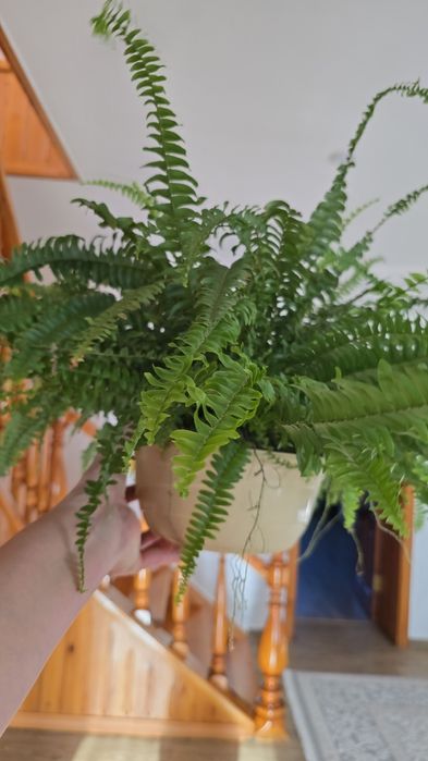 Продам комнатные цветы