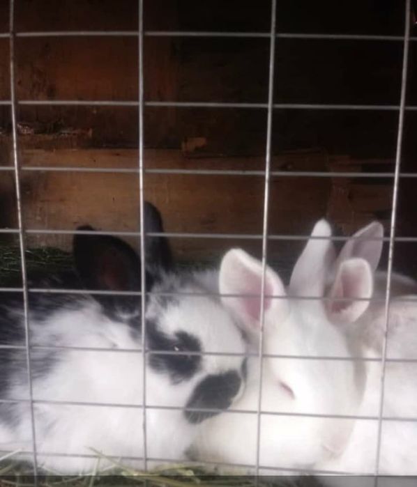 Кралята месячные прадаю