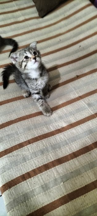 Продаются котята
