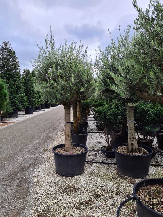 Magnolia  grandiflora