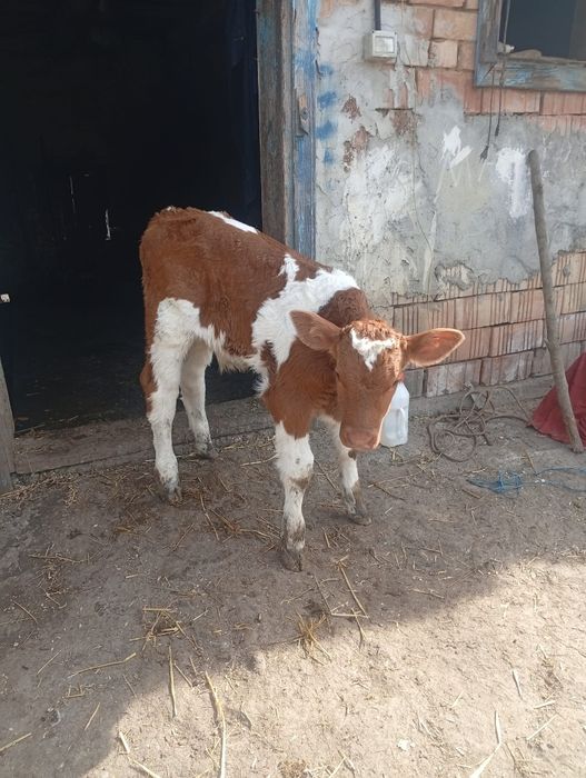 Disponibili tauras si vitea