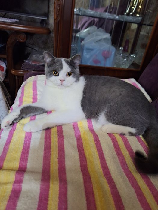 Кот на ВЯЗКУ срочно 300 тысяч или договор.