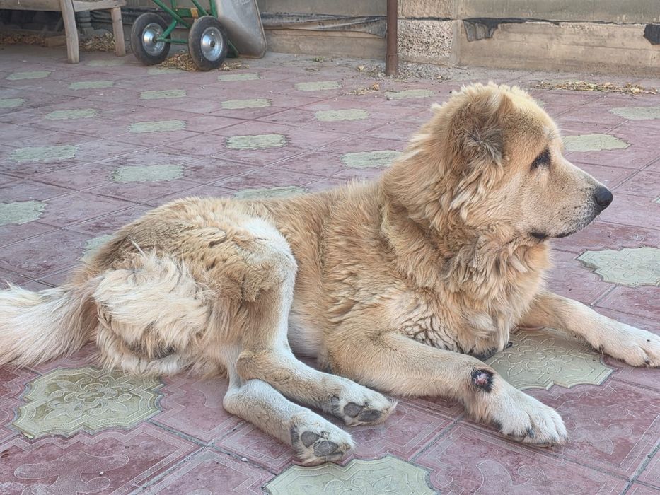 Тобет, кобель, 8 лет..