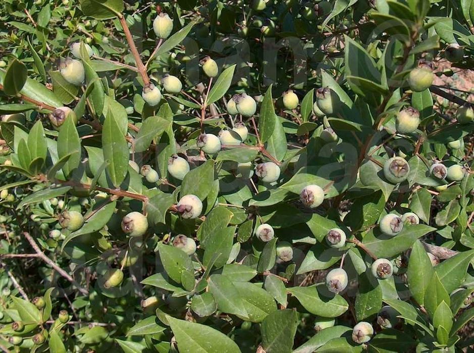 Plic 50 Seminte Mirt - Myrtus communis