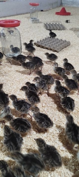 Бронза 708 жужалари 10 кунлик ва 20 кунлик барча вакцина  килингган