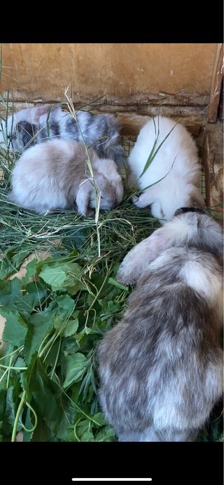 Quyon ona bola yangiyol