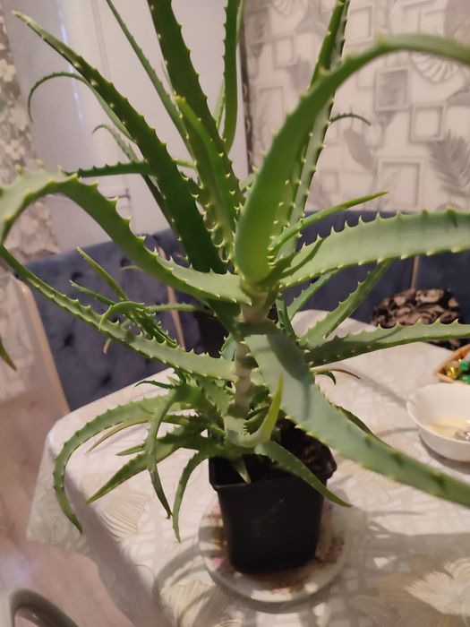 Продам растение алоэ столетник,на лекарство.