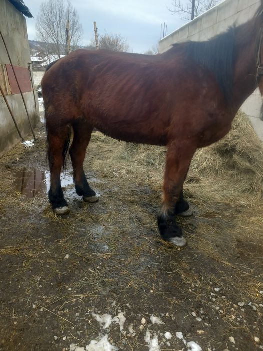 De vânzare iapa garantata de ham