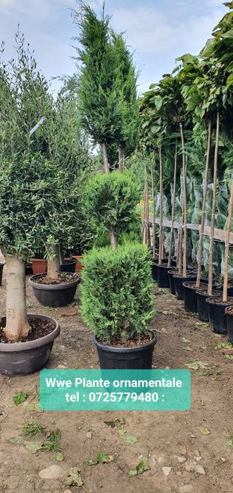 Tuia leylandii gard viu/ brazii argintii/verzi  Tuia smarald 1m-4m Etc