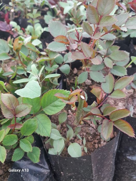 Atirgul ko‘chat bor 8 000dona