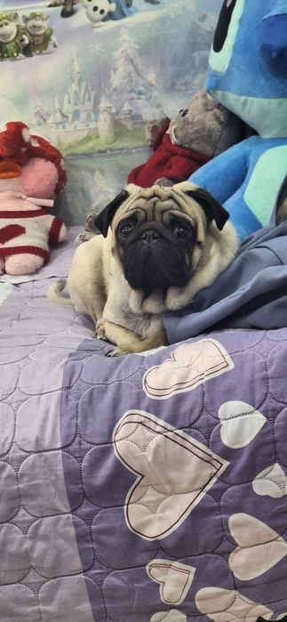 Наш умный собакен ищет себе невесту