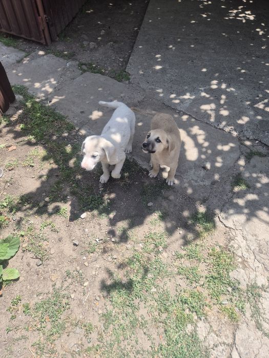 Donez 2 căței  frumoși și isteți!