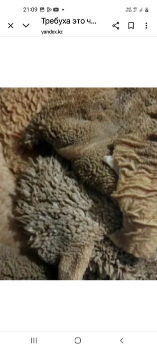 Требуха для собак говядины ия