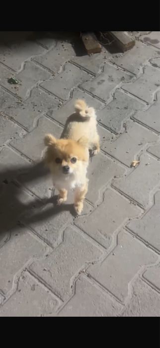 Пропала собака!