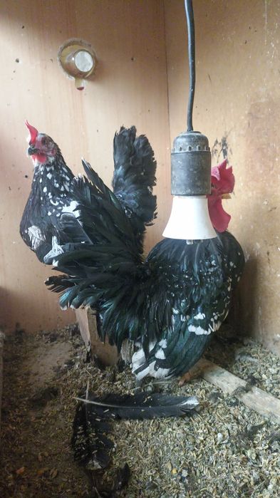 Dekarativ Yaponlar sotiladi