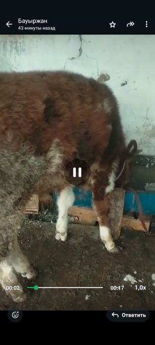 Огизшелер сатылады.