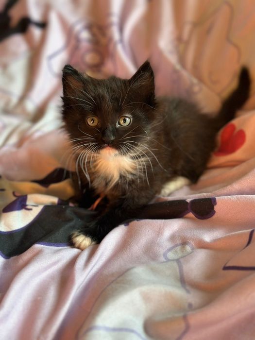 Отдам по 5000т, 2 девочки один мальчик