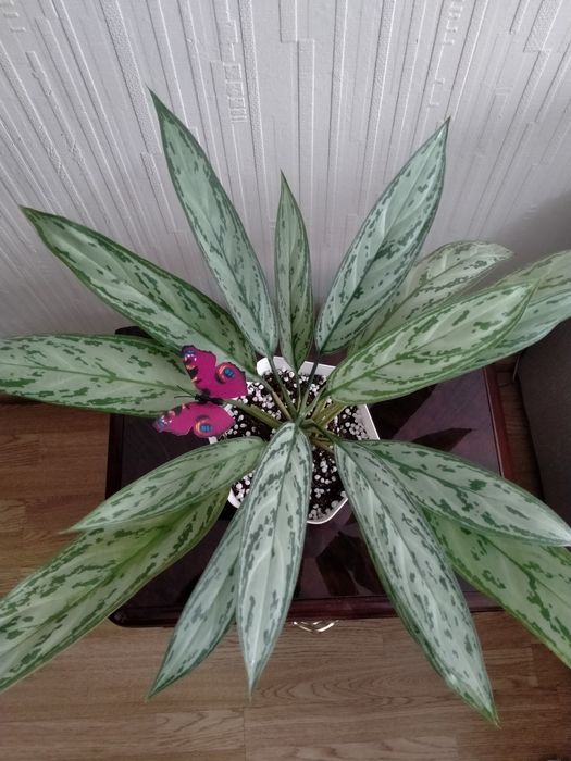 Продам аглаонему