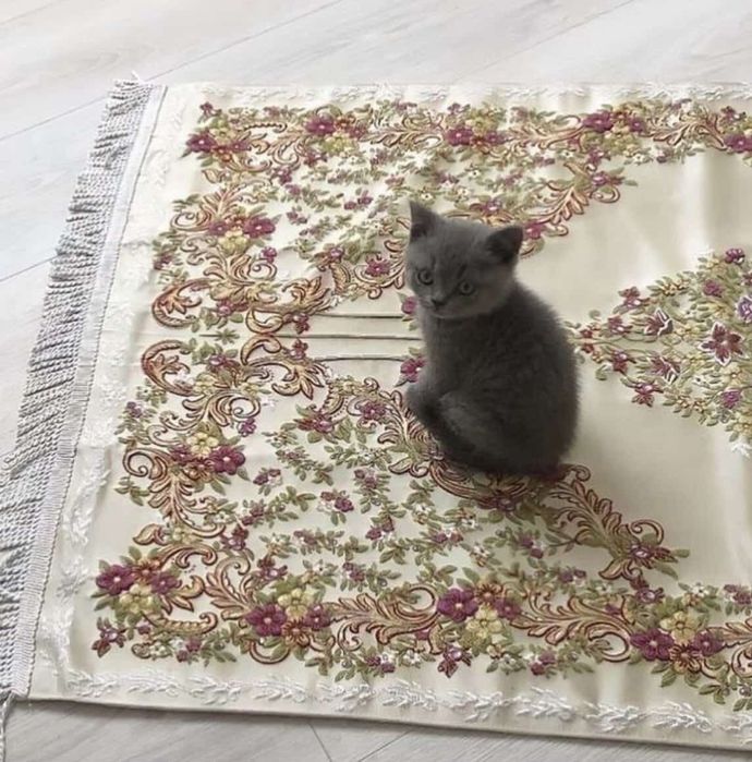 Продается котята