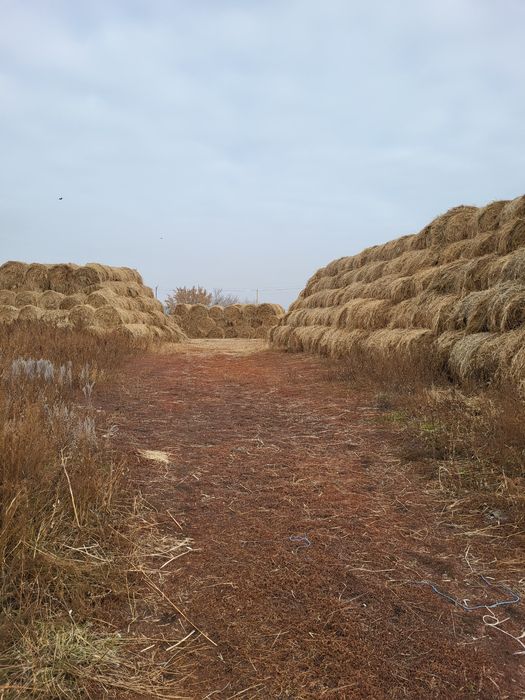 Сено в рулоне луговое разнотравье