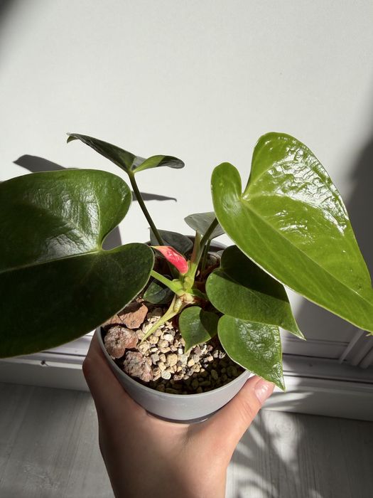 Антуриум, мужское счастье