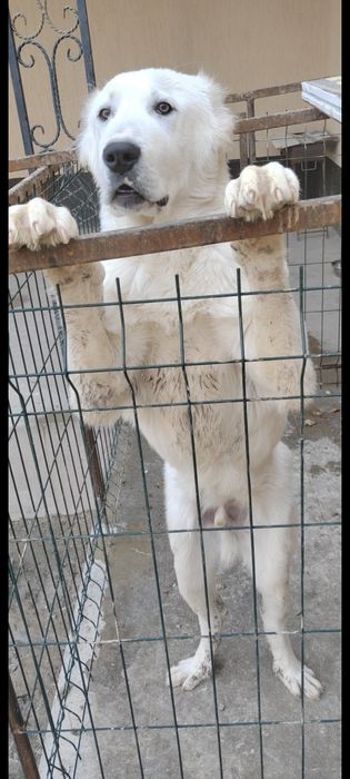 Алабай 8 месяцев