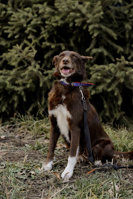 Собака в ответственные руки.