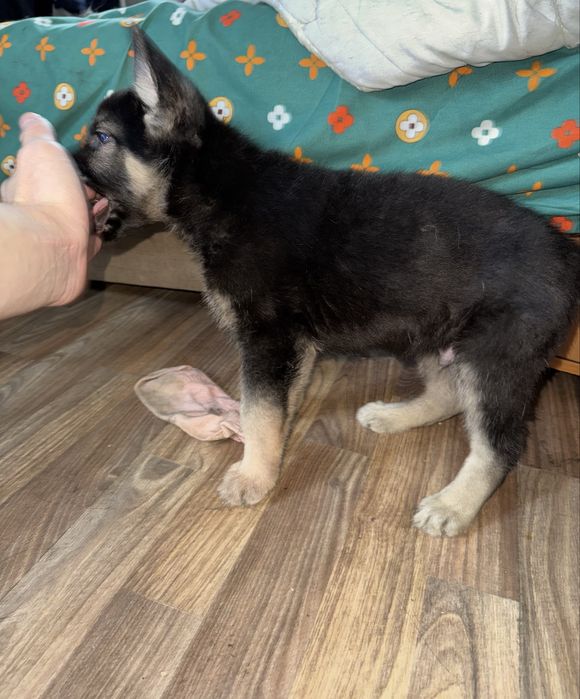 Продается Щенок Восточно-Европейской Овчарки