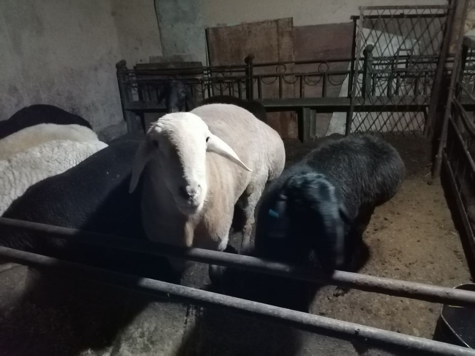 Qurbonlikka qo'ylar bor