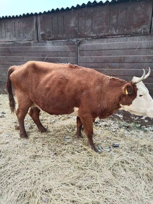 Продам 2 коров за 700