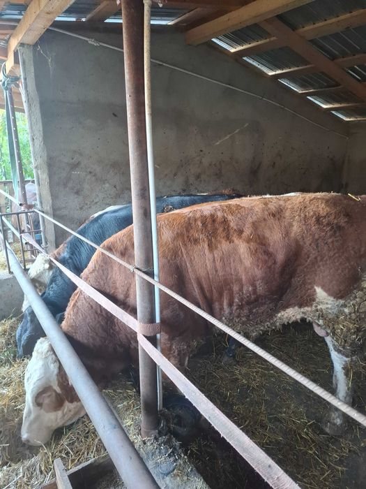 Tauri limousine, angus, baltat