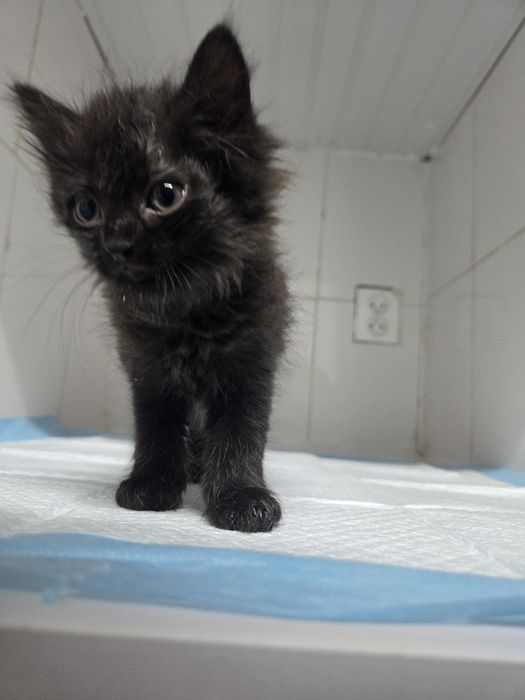 Бесплатно котята
